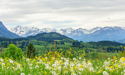 Blühende Kräuterwiese in den Allgäuer Alpen an einem wolkigen Frühlingstag