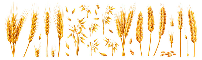 Oats and wheat, rye and barley spikelets and stems. Vector 3d realistic set, cartoon bundle of cereal growing plant with dry texture and seeds. Agriculture and harvesting wholegrain product - obrazy, fototapety, plakaty