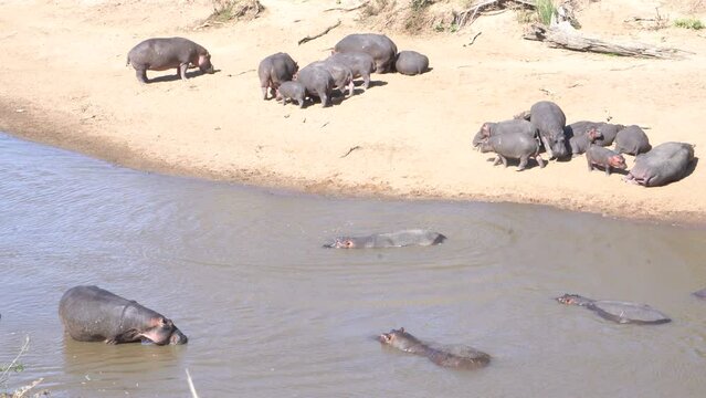 A school of hippos in a hippo pool in masai mara river.