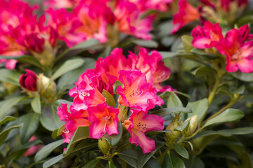 Blooming red rhododendron flowers in a garden