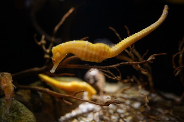 タツノオトシゴ