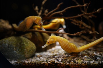 Obraz premium タツノオトシゴ