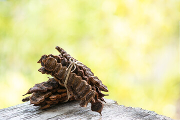 Soap pod fruits on bokeh nature background.