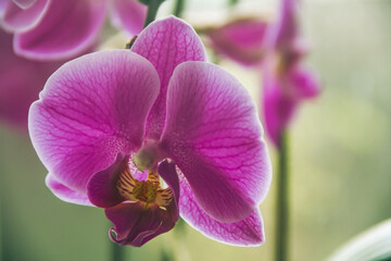 Orchid. Home flowers. Photo of nature. Closeup of an orchid.