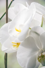 Fototapeta na wymiar Orchid. Home flowers. Photo of nature. Closeup of an orchid.
