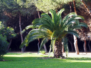 Phoenix canariensis tree in the park