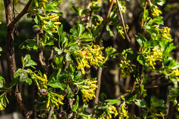 Blooming golden currant or Ribes aureum bush in the garden. Spring seasonal of growing plants