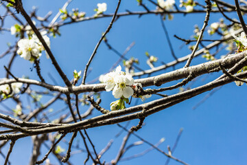 Blooming cherry tree in the garden. Spring seasonal of growing plants. Gardening concept