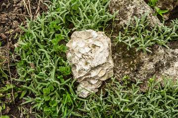 Climbing plant Cerastium tomentosum on the stones. Decorative gardening for the Alpine hill