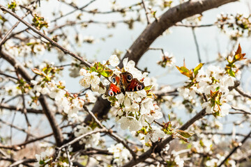 Blooming cherry tree in the garden. Peacock butterfly in fragrant flowers. Spring seasonal