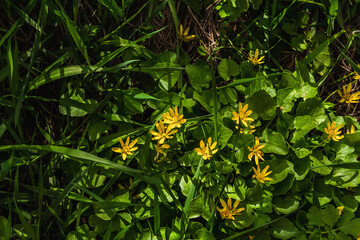 Blooming Ficaria Verna, lesser celandine or pilewort. Spring seasonal of growing plants. Gardening