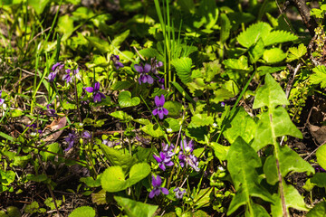 Obraz na płótnie Canvas Blooming violet in the garden. Spring seasonal of growing plants. Gardening concept background