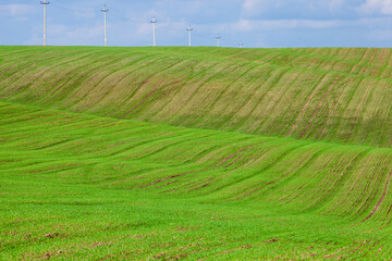 young wheat growing on the territory of an agricultural field