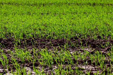 young wheat growing on the territory of an agricultural field