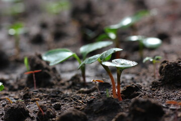 young radish sprouts in close-up on a garden bed