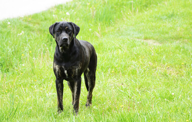 black labrador retriever