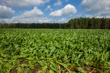 Fototapeta na wymiar green tops of sugar beet grown in the field
