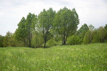 trees in the field