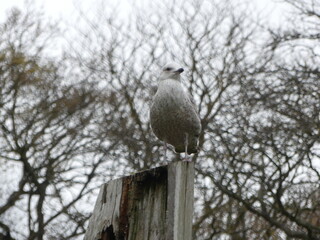 Seagull Bird on Tree Stump