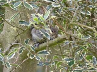Squirrel on a tree with leaves