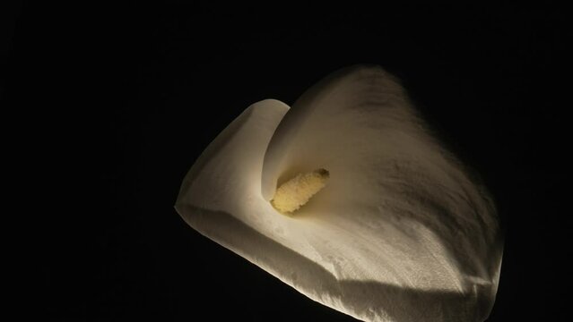 Single white calla flower on stem on black background with backlight. Bud of tender zantedeschia with curled petal and yellow stamen close up. Floral background for holiday, congratulations, birthday.