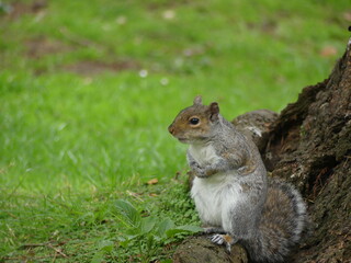 Pondering squirrel