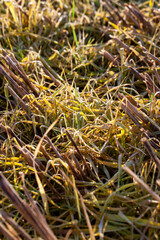 plants and grass turning yellow in the autumn season on an agricultural field