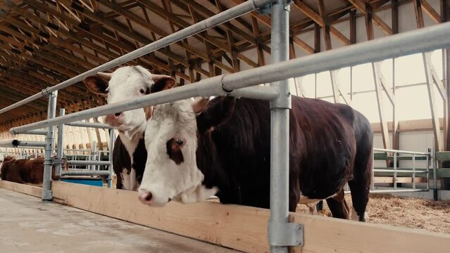 Row of black-and-white cows standing by edge of large paddock inside contemporary animal farm and eating livestock feed against long aisle