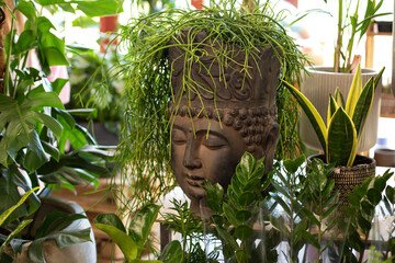 Ceramic Flower pot in the shape of buddha head with green plant growing out like hairstyle....