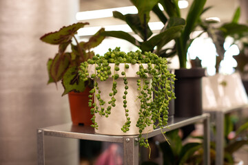 Senecio Herreianus. Senecio rowleyanus. String of Pearls plant. Curio rowleyanus. Succulent green...