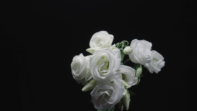 Bouquet of white eustoma with open flowers and buds on black studio background. Blooming flowers with petals and green stem close up. Floral background for holiday, congratulations, birthday.