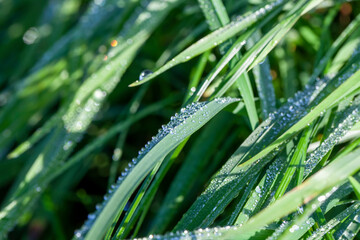 green grass covered with drops of water after rain
