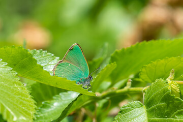 Lycaenidae / Zümrüt / Green Hairstreak / Callophrys rubi