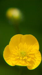 Flor silvestre de pétalos amarillos en pradera de hierba verde