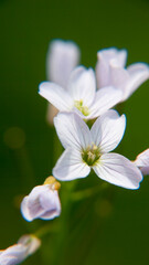 Pequeñas flores  purpuras en arbusto silvestre