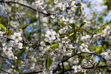 blooming fruit trees with white flowers in spring