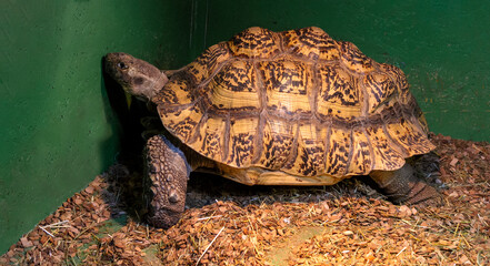 One big turtle on the green grass in the zoo