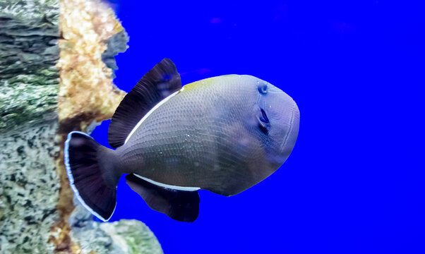 Blue triggerfish on an isolated blue background. Pseudobalistes fuscus is a marine ornamental fish belonging to the Balistidae family.
