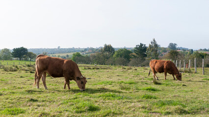 Fototapeta na wymiar Vacas marrones en pradera de hierba verde