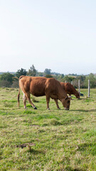 Fototapeta na wymiar Vacas marrones en pradera de hierba verde