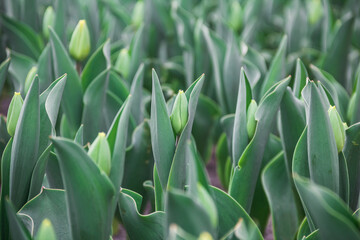 Green tulip buds. Photo of nature. Wild nature.