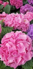 Hydrangea Pink Flowers