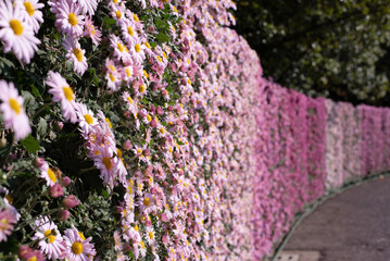 국화꽃 울타리