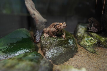 カエル