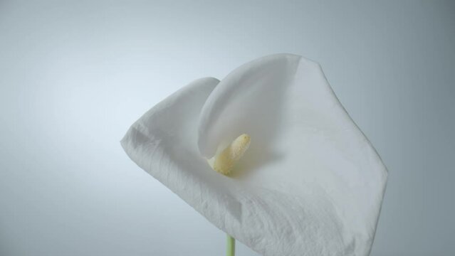 Single white calla flower on stem on white background. Bud of tender zantedeschia with curled petal and yellow stamen close up. Floral background for holiday, congratulations, birthday.