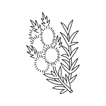 Tea tree Melaleuca. Cooking ingredient. Line icon. Editable outline stroke size.