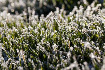 grass covered with ice and frost in the winter season