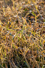 plants and grass turning yellow in the autumn season on an agricultural field
