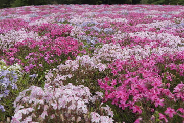 一面カラフルな芝桜