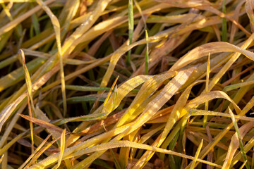 plants and grass turning yellow in the autumn season on an agricultural field